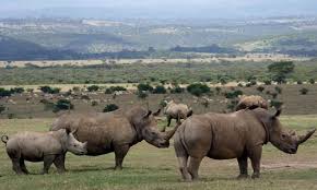 Aberdare National Park