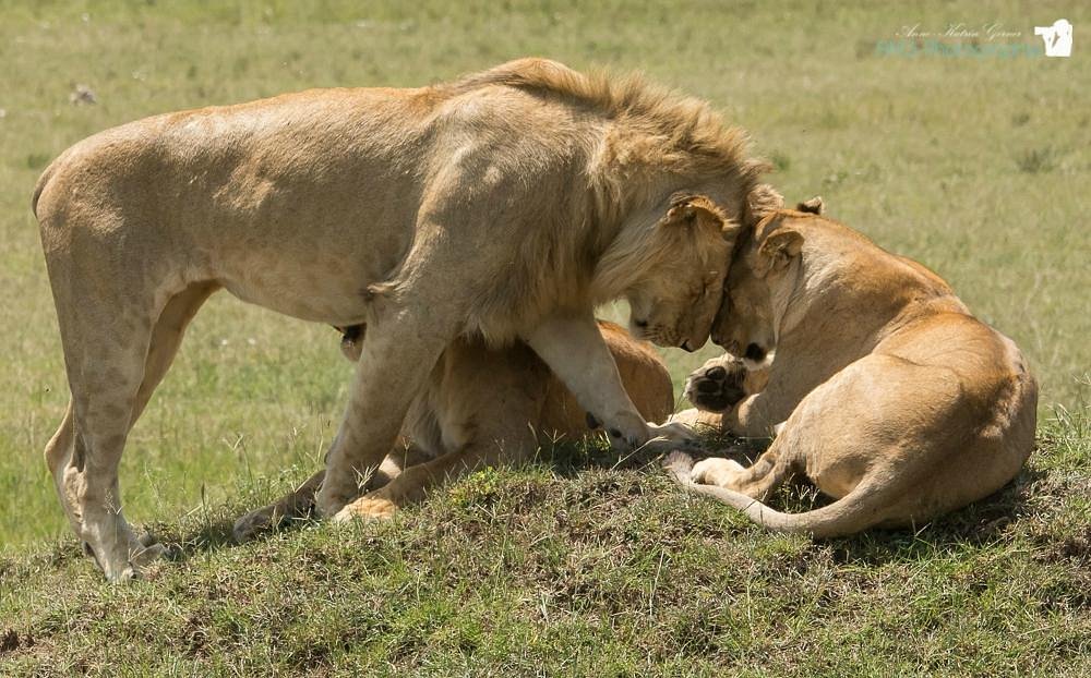 Masai Mara