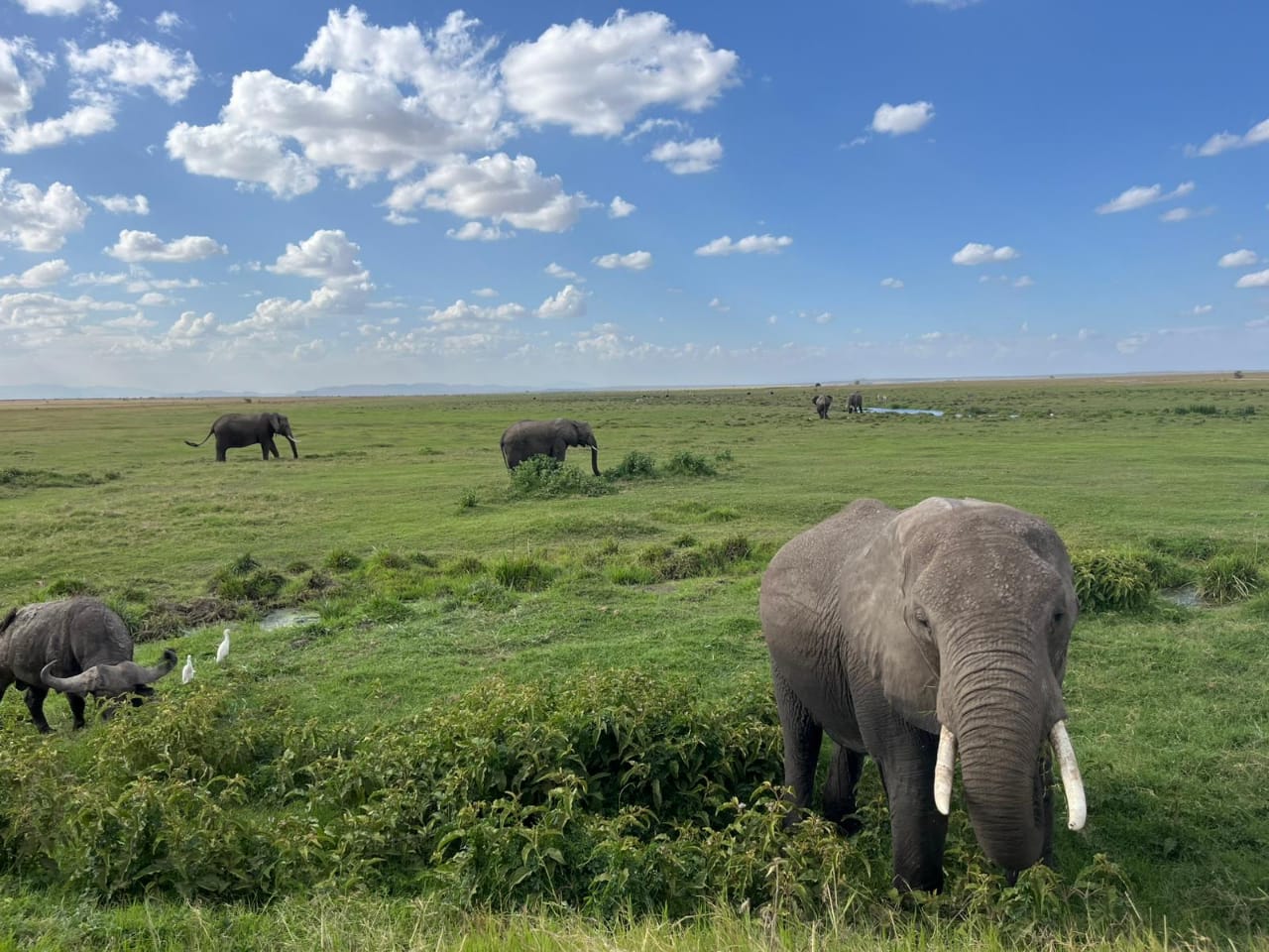 Planning Your First African Safari Planning Your First African Safari