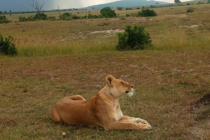 Top Spots for Wildlife Photography Safari in Kenya
