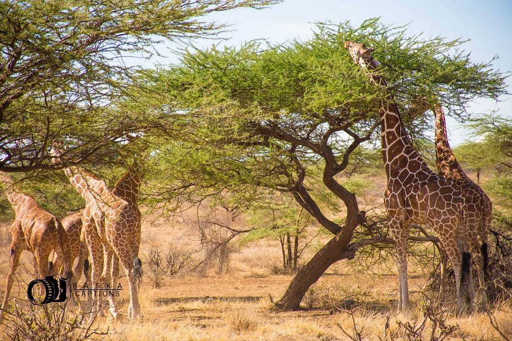 Samburu game reserve