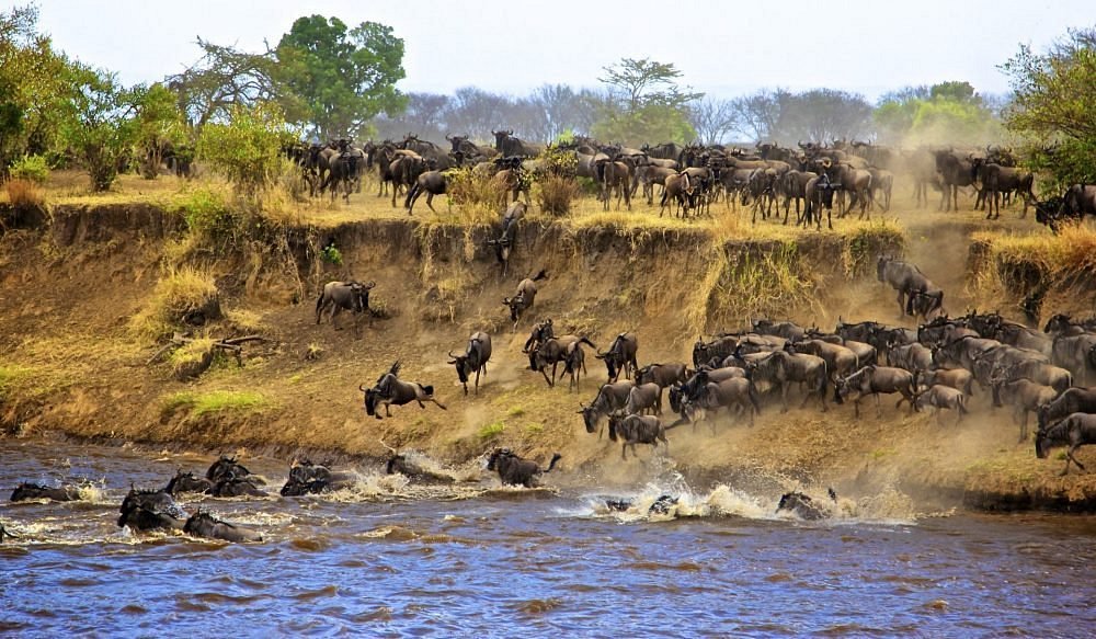 Masai Mara Vs Serengeti