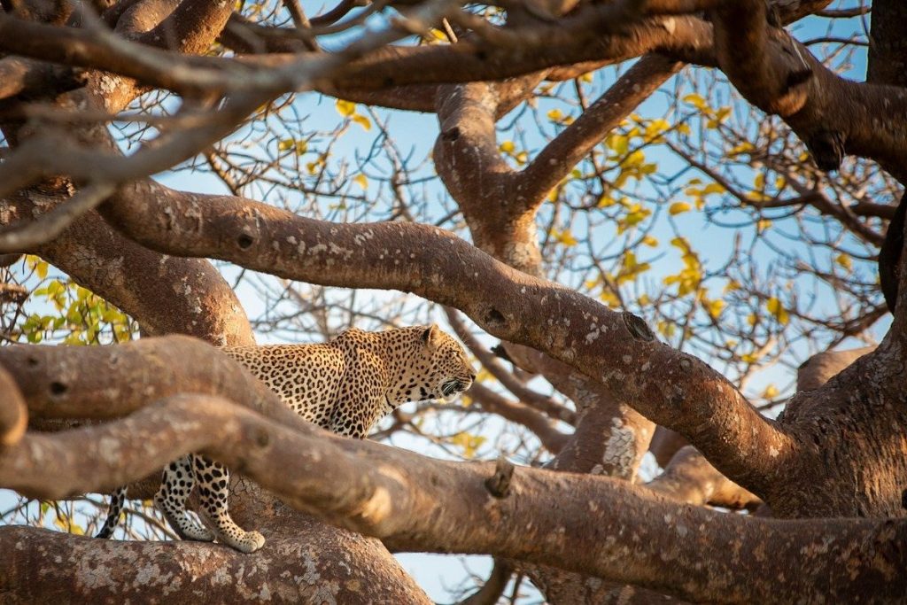 tour safari kenya